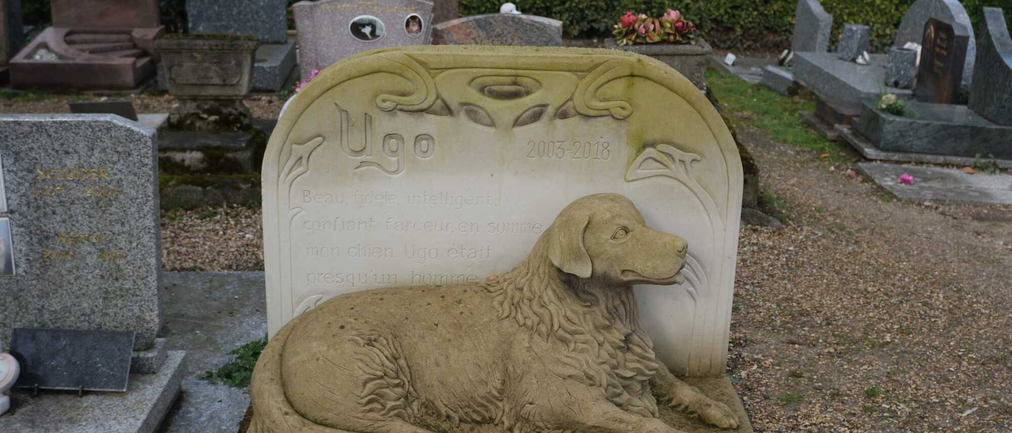 Animal Welfare